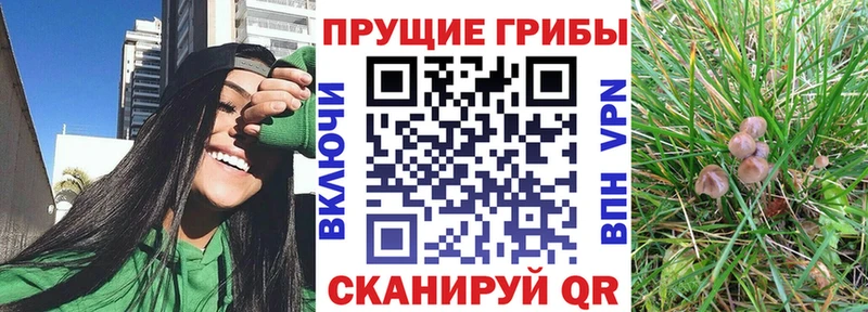 купить   дарк нет клад  Галлюциногенные грибы мицелий  Закаменск 